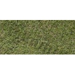 Agrostis tenuis (narin tavus otu) Agrostis tenuis (narin tavus otu)