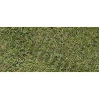 Agrostis tenuis (narin tavus otu)