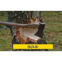 El ile ağaç kesilmesi ve sökme işi, çapı 71-80 cm (80 cm dahil) beher ağaç için (Malzeme Hariç) (İşçilik)