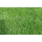 Festuca arundinacea (kamışsı yumak) Festuca arundinacea (kamışsı yumak)