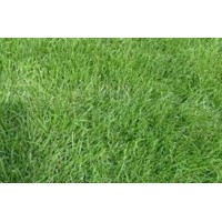 Festuca arundinacea (kamışsı yumak)