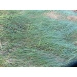 Festuca rubra commutata (kırmızı yumak) Festuca rubra commutata (kırmızı yumak)