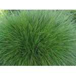Festuca rubra rubra (kırmızı yumak) Festuca rubra rubra (kırmızı yumak)
