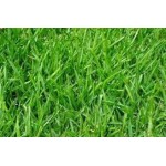 Lolium perene (İngiliz çimi) Lolium perene (İngiliz çimi)