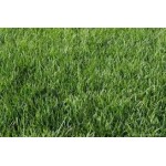 Poa pratensis (Çayır salkım otu) Poa pratensis (Çayır salkım otu)